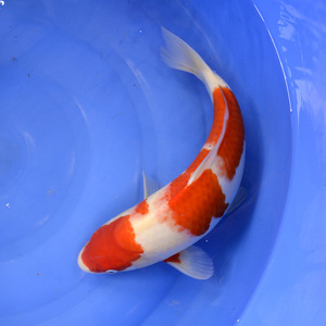 日本锦鲤活体 纯种昭和三色红白龙凤锦鲤鱼 观赏鱼冷水鱼活体鱼苗