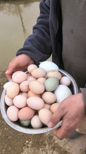 我的菜园子自养  蔬菜喂养 散养放心鸡蛋 3元/枚 20枚起售 限长沙