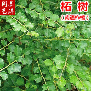 柘树苗珍贵柘树种子南通如皋柞榛野生柘树柞榛苗柞榛小苗 柞榛树