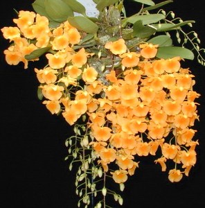 兰花-洋兰-原种石斛兰-den.aggregatum 大龟背石斛 好种易开 浓香