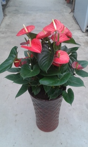 北京专送租摆美观除甲醛招财花卉红掌火鹤办公室前台大厅乔迁送礼