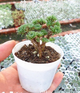 多肉植物|球松|多头老桩|带盆土发|微景观|桌面盆栽|绿植|盆景