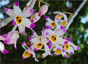 春节前后开花 已经带花芽 大苞鞘石斛兰腾冲石斛兰大花朵花期长