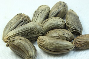 00zxm01240淘宝仙知蝉菩提纯天然大知了先知菩提子原籽diy手工吊坠