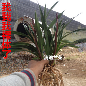 兰花苗大红花墨兰紫元素带花苞元旦春节开花花卉绿植盆栽室内植物