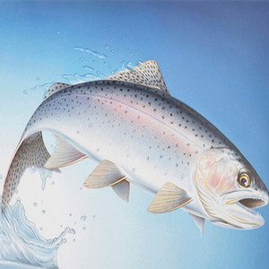 活虹鳟鱼金鳟鱼淡水三文鱼冷水鱼成都海鲜 一条4斤多 1斤价