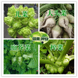芥菜菜种子