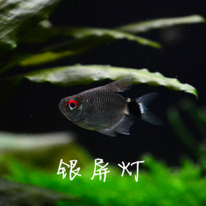 南美水族 银屏灯球灯 红眼球灯 小型热带鱼 满额就包邮