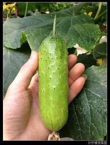 兔子腿黄瓜种
