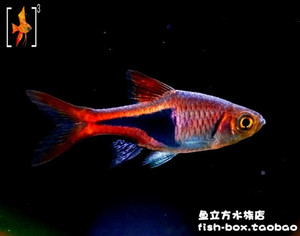 正三角灯 2.5cm左右 灯科鱼 热带观赏鱼 活体