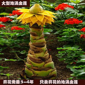 地涌金莲 佛教之花 千瓣莲花 种根 高大型带花苞植株裸根包邮