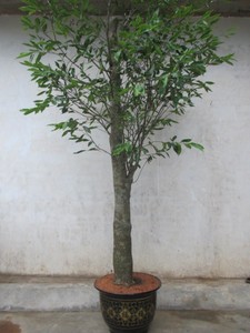珍稀名贵沉香树苗 奇楠沉香苗白木香沉香树苗木苗沉香盆景包正品