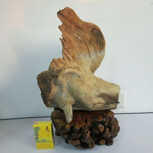 崖柏毛料太行崖柏鸿运当头 老茬头云纹眼睛 造型料大猪头天然造