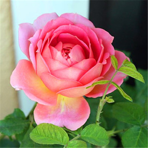 榴花秋舞月季