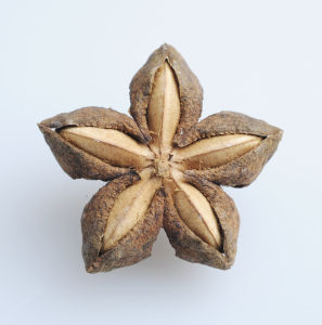 缺货勿拍 美藤果印加果星油藤种子500克包邮