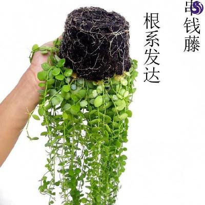串钱藤吊兰绿植盆栽钱多多吊金钱悬挂垂吊植物净化空气多肉植物.