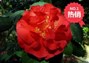帕克斯先生 茶花珍贵茶花大苹果茶花苗牡丹花型花大特价