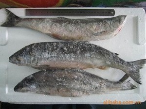 延边特产新鲜松鱼海鲜咸海鱼冻鲜松鱼海水鱼