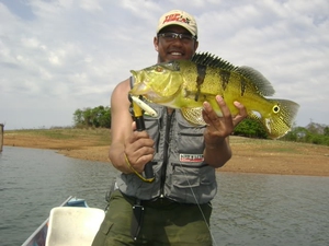 蓝帆眼斑三间 7厘米鱼苗