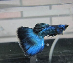 孔雀鱼莫斯科蓝
