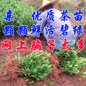 18元包邮安溪铁观音茶树苗盆栽铁观音茶叶树苗有带土发货苗