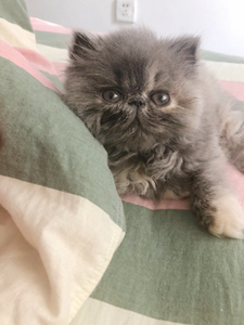 乳蓝色三花加菲猫mm喜欢特别的家庭繁育