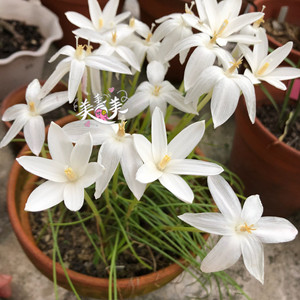 风雨兰白香风4个开花球白色香水,有香味,雨后多花
