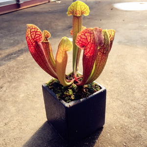 食虫植物-铠甲瓶子草 天鹅瓶子草矮胖型瓶子草新手宝贝名称:铠