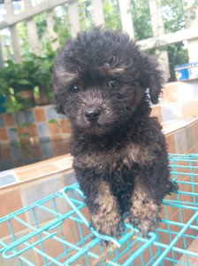 灰泰迪贵宾犬稀有幻影色铁包金铁包银