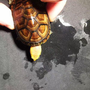 白唇蛋龟果核龟泥龟乌龟白唇蛋龟,精品发色苗,健康好养,互动很