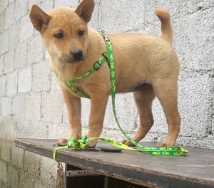 广西土猎 土狗 幼犬