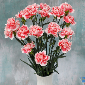 花束康乃馨真花教师节