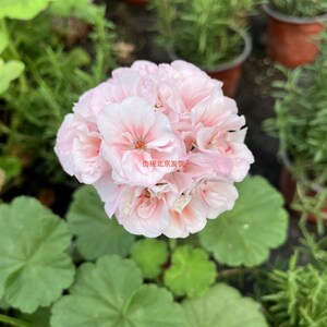 天竺葵盆栽大花j晚霞克莱尔花叶鸽子枫叶祥云草地幻想伪碗兔子粉