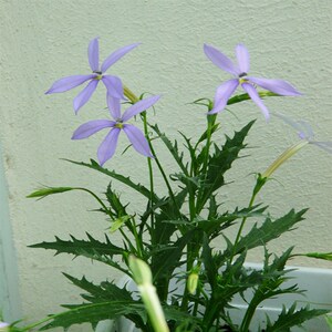 跨境新款彩星花流星花多年生耐热多年生t阳台盆栽花期长_阿里巴巴找货