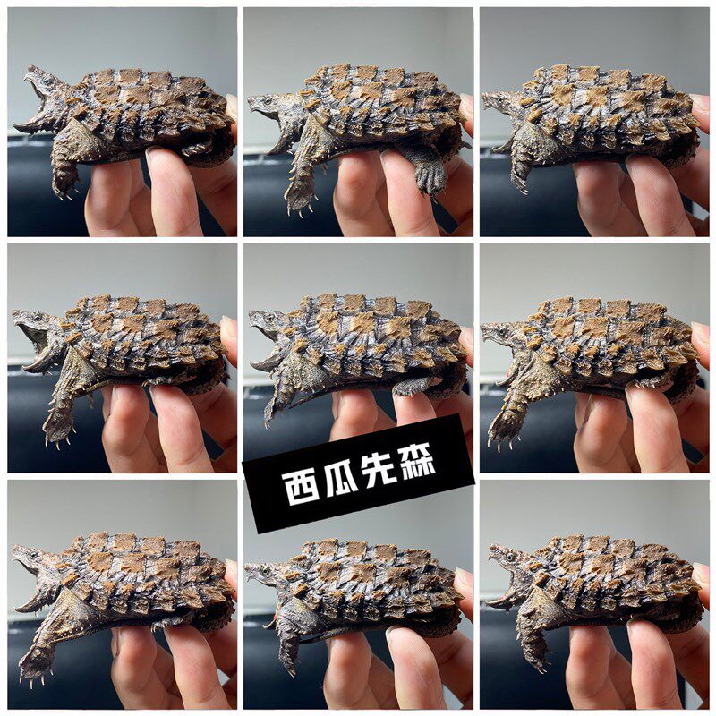 000人付款淘宝进口大鳄龟苗变异wg大理石黄金淡彩 纯佛小鳄龟剃刀果核