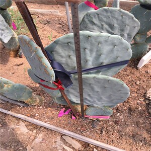 大盆丸 实生播种圆镜仙人掌 室内观赏兔儿形状 沙漠植w物 景观庭