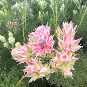 南非进口山龙眼科红粉白色帝王新娘针垫海神花卉绿植盆z栽庭院阳