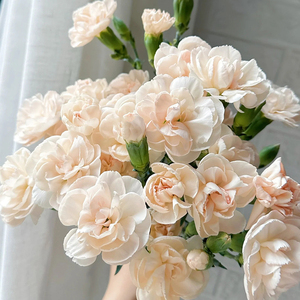 流年多头康乃馨多丁斗南鲜花基地直发云南昆m明花卉市场切花母亲