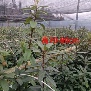 云南高山杜鹃马缨花大红色大树杜D鹃 乔木庭院绿植花卉盆景盆栽