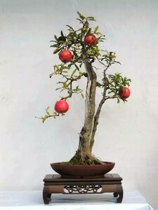 石榴树老桩盆景微型迷你型红灯笼掌上桌面开s花结果小盆栽绿植