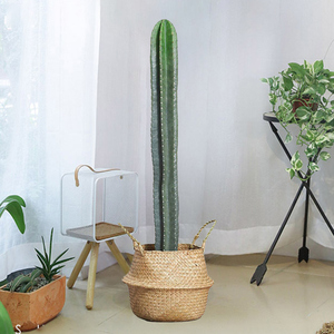 量天尺盆栽仙人柱龙凤柱仙人掌北欧客厅办公室大u型绿植多肉植物