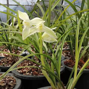 维西秀荷 小草大花正格荷瓣莲瓣b兰 高档浓香兰花苗室内花卉绿植