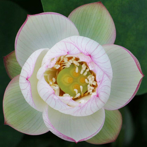 碗莲湘妃女小微k型阳台窗台盆栽水培花卉观赏荷花种藕