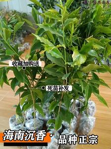 海南黄花梨树苖名贵苗木金丝楠木正宗奇楠K沉香树苗小叶紫檀香特