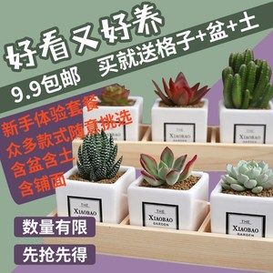 九块含包邮含盆九土多餐植物y套肉组合盆栽新手桌面花卉绿植套装