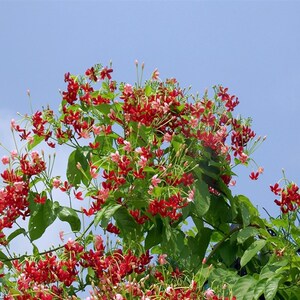 使君子花苗d 五彩夜来香水君子 庭院阳台爬藤植物花有香味藤本花