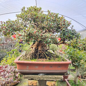 精品小叶中华蚊母盆景树桩 实物 四季常青 高档中华文母老桩开花