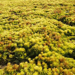 黄金佛甲草屋顶绿化地被好养常绿草坪草皮耐寒耐热观赏性植物花苗