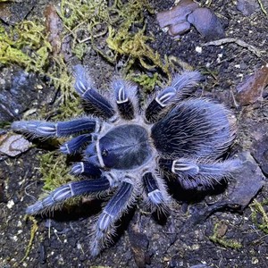 哥斯达黎加斑马脚