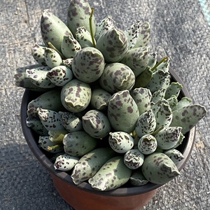 多肉植物海豹